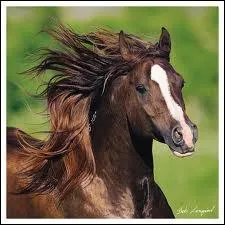 Comment s'appelle cette race de chevaux ?