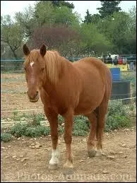 Comment s'appelle cette race de chevaux ?
