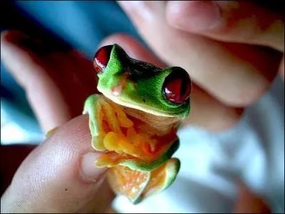 Compltez cette comptine : Il pleut il ... ... . / C'est la ... .  la grenouille / Il pleut il fait beau temps / C'est la fte du ... ... . !