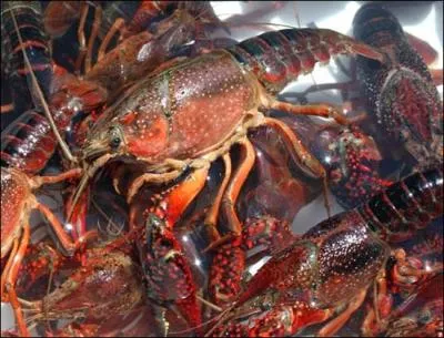 Quel ingrdient va donner de l'clat aux saveurs de la prparation des  crevisses sauce rouge  ?