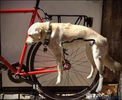 Ils ont... leur chien en promenade.