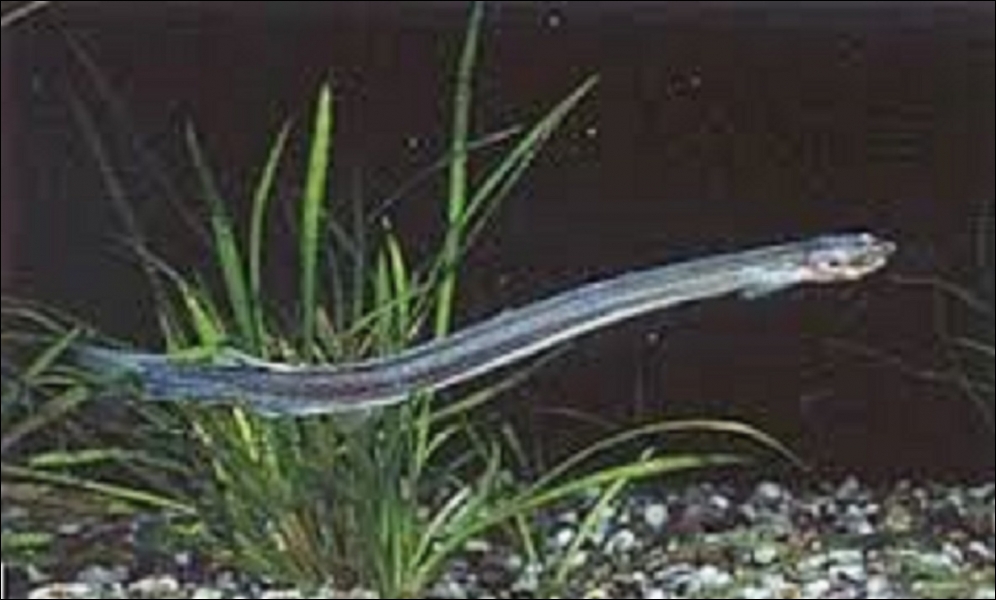 Ce petit poisson parasite brésilien appelé candiru (encore plus craint que les piranhas) est-il capable de remonter un flux d'urine et de se loger dans l'urètre d'un homme ?