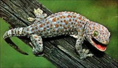 Les pattes des geckos ont-elles des milliers de  doigts  microscopiques eux-mêmes assortis d'environ 500 minuscules filaments leur permettant de grimper sur n'importe quelle surface verticale ?