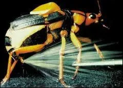 Le coloptre bombardier est-il capable de projeter des substances chimiques en bullition sur ses prdateurs (les fourmis entre autres) ?