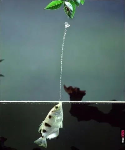 Jusqu' quelle distance le poisson-archer peut-il capturer des mouches ou d'autres insectes volants grce au jet d'eau qu'il projette lorsqu'il est juste sous la surface de l'eau ?