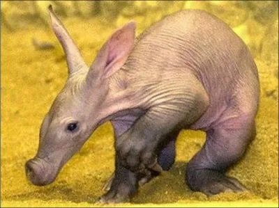 Cette nouvelle espce appele kangouphant est le trs rcent rsultat d'un croisement entre un kangourou et un lphant et a la particularit de combiner force et explosivit musculaire :