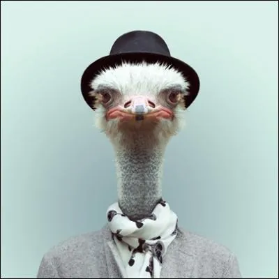 On prtend que lorsqu'elle a peur, elle met la tte dans le sable, c'est faux, elle prfre courir, et plutt vite !