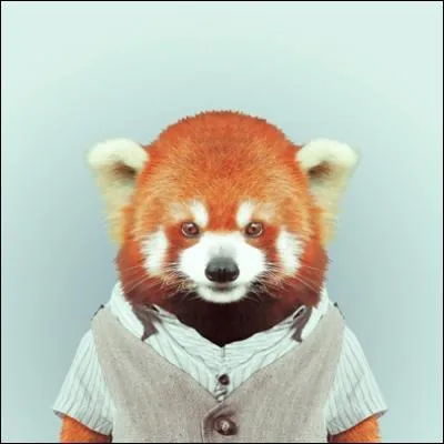 Son grand cousin gant mange des bambous, lui aussi !