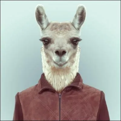 Lui a une particularit, si vous lui cassez les pieds, il vous crache  la figure !