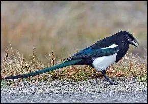 Cette image prsente-t-elle une chose relle ou pas ?