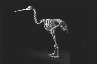 Cette image prsente-t-elle une chose relle ou pas ?