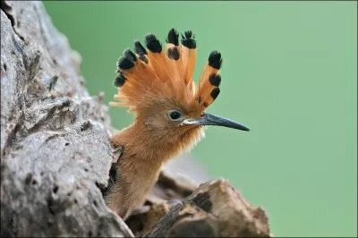 Cette image prsente-t-elle une chose relle ou pas ?