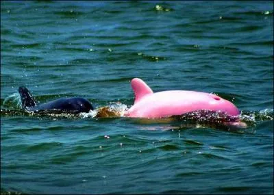 Cette image prsente-t-elle une chose relle ou pas ?