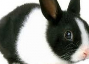 Quiz Races de lapins