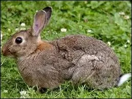 Quel est le nom de celle-ci ?