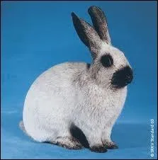 Pouvez-vous nommer cette race ?