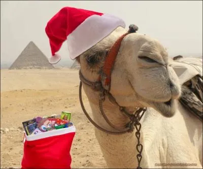 Un dromadaire est une espce de chameau :