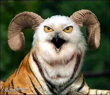 La chouette et le hibou sont de la mme espce :