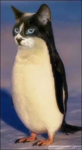 Le pingouin peut voler :