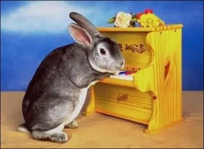 Le chocolat se rvle toxique chez le lapin :