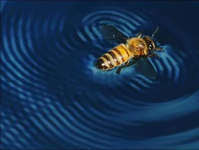 Regardez la photo et dduisez le mot !