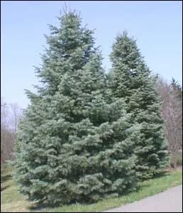 Les corbeaux tiennent conseil  la (... ... . ) du grand sapin.