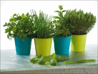 J'ai mis des plantes (... ... ... ) sur mon balcon.