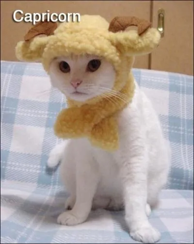 La plante du Capricorne a t cite 5 fois jusqu' prsent, celle-ci sera donc la 6me !