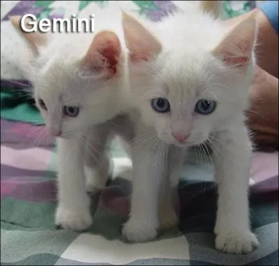 Les Gmeaux ont galement leur plante, elle porte le nom d'un mtal !