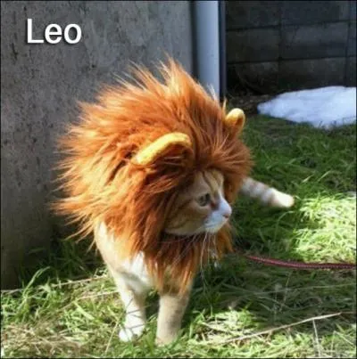 Le Lion est le roi de la savane, sa plante parat donc vidente !