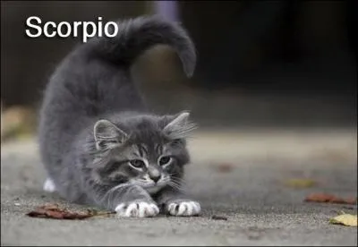 A une lettre prs, le nom de la plante associe au Scorpion ressemble au nom d'un personnage Disney !