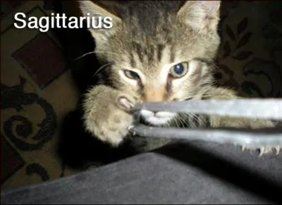 En ce qui concerne la plante associe au Sagittaire, les Grecs lui ont donn le nom de Zeus !