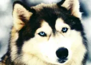 Quiz Les animaux du monde