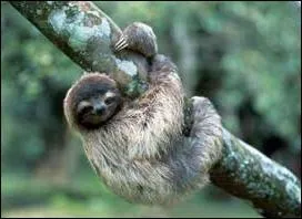 Quel est cet animal ?