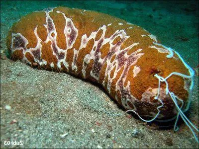 Nous sommes en face de l'holothurie, qu'on peut aussi appeler :