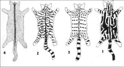 Comment est le pelage de cur blanc ?