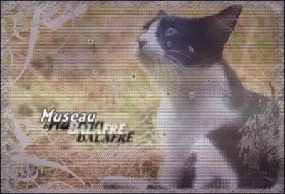 Qui est Museau Balafr ?