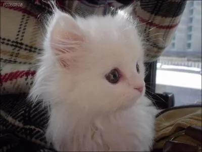 Qui est Petit Nuage ?