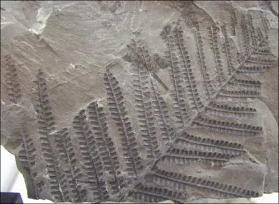 Ce vgtal tait trs commun au Carbonifre (re primaire) c'est :