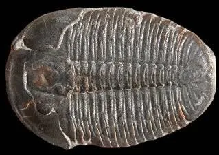 Cet arthropode marin qui a vcu  l're primaire n'a pas survcu  l'extinction de masse  la fin de cette priode, c'est le :