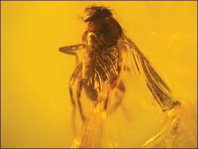 Cette rsine fossile tait un pige pour les insectes, c'est :