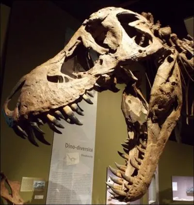 L'un des prdateurs les plus connus est :