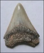 Ces dents se retrouvent souvent en grand nombre dans les couches sdimentaires, elles appartiennent aux :