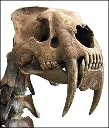 Le Smilodon est plus connu sous de nom de :