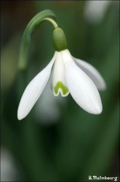 De quelle fleur s'agit-il ?