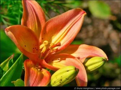 De quelle fleur s'agit-il ?