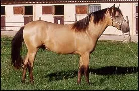 Quelle est la couleur de ce cheval ?