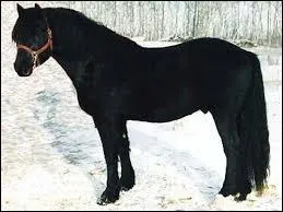 Quelle est la couleur de ce cheval ?