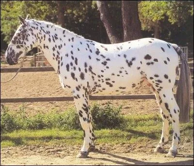 Quelle est la couleur de ce cheval ?
