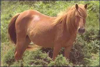 Quelle est la couleur de ce cheval ?